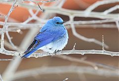 Mountain Bluebird